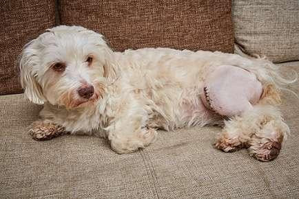 Luxating Patella in Dogs