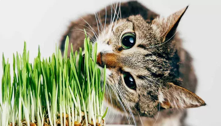 Why Do Cats Eat Plants