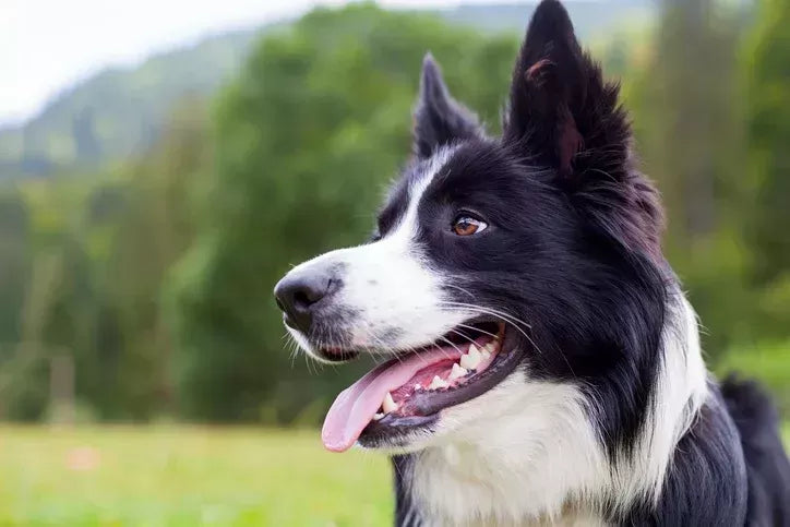 How to Calm A Panting Dog