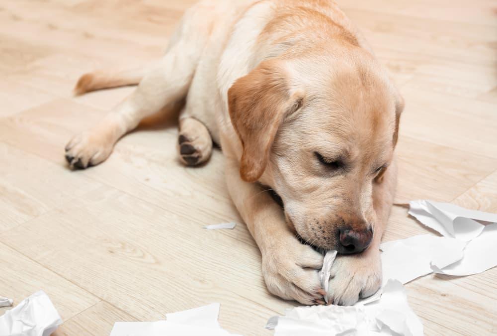 Pica Disorder in Dogs