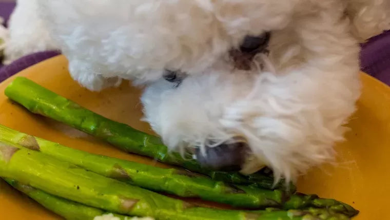 Can Dogs Eat Asparagus