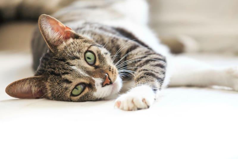 Do All Cats Have Toxoplasmosis