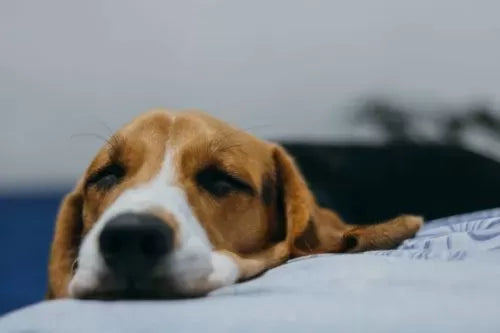 Dog Snoring: Is it Normal?