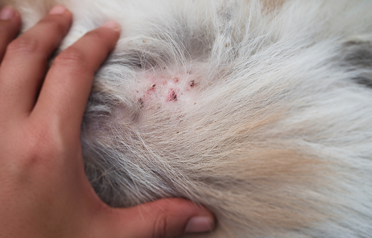 Pyoderma in Cats