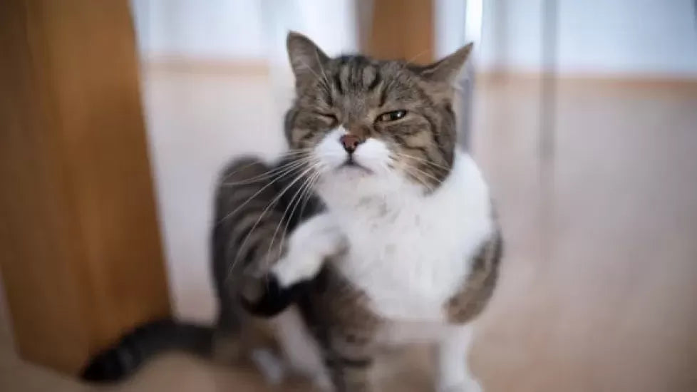 How Can I Soothe My Cats Itchy Skin