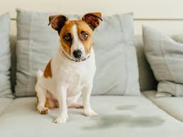 Terramycin for Dogs: How Does It Help Your Dogs