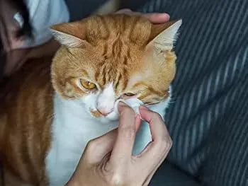 Guide to Clean Cat Tear Stains (Epiphora in Cats)