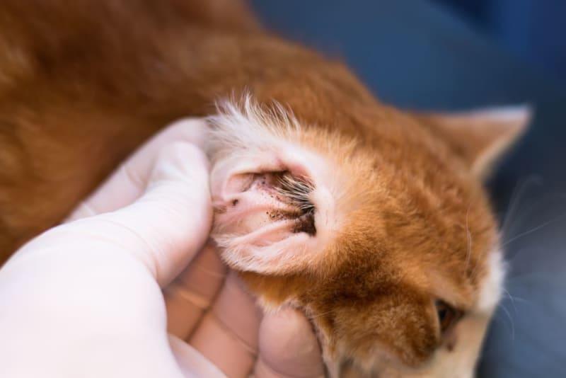 Black Stuff in Cat’s Ears (No Mites): Causes & Treatment
