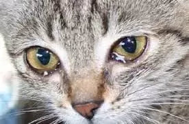 Cat Eye Infection
