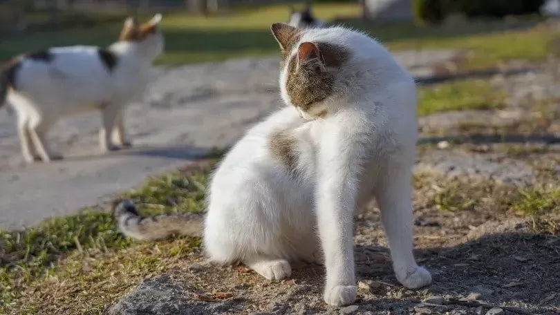 Understanding and Addressing Cat Hair Pulling