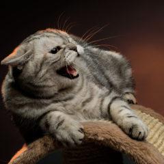 How to Punish a Cat: A Comprehensive Guide to Correcting Bad Behavior