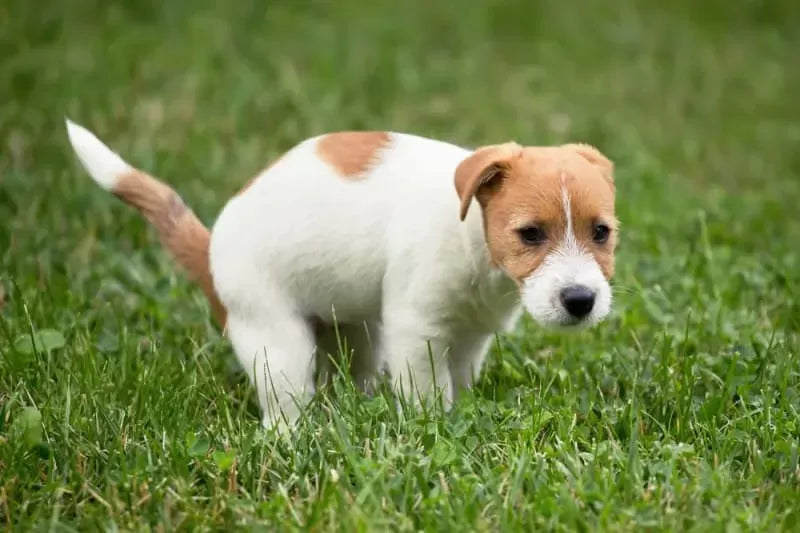 What Can I Give My Dog For Diarrhea