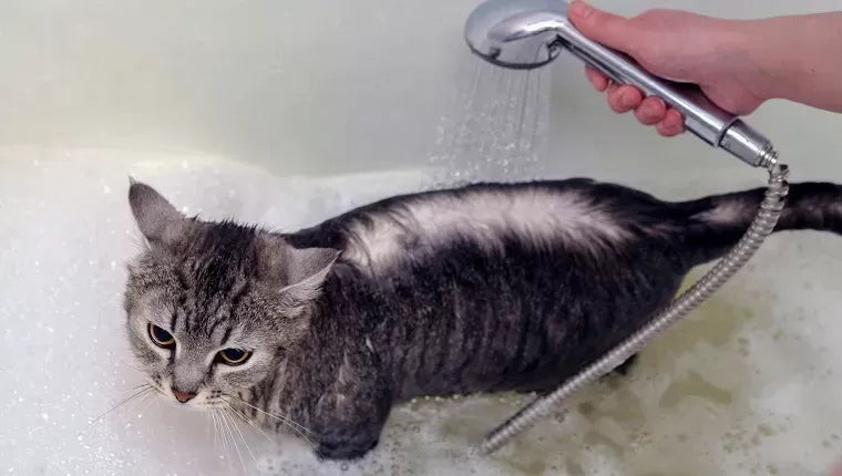 How to Give A Cat A Bath