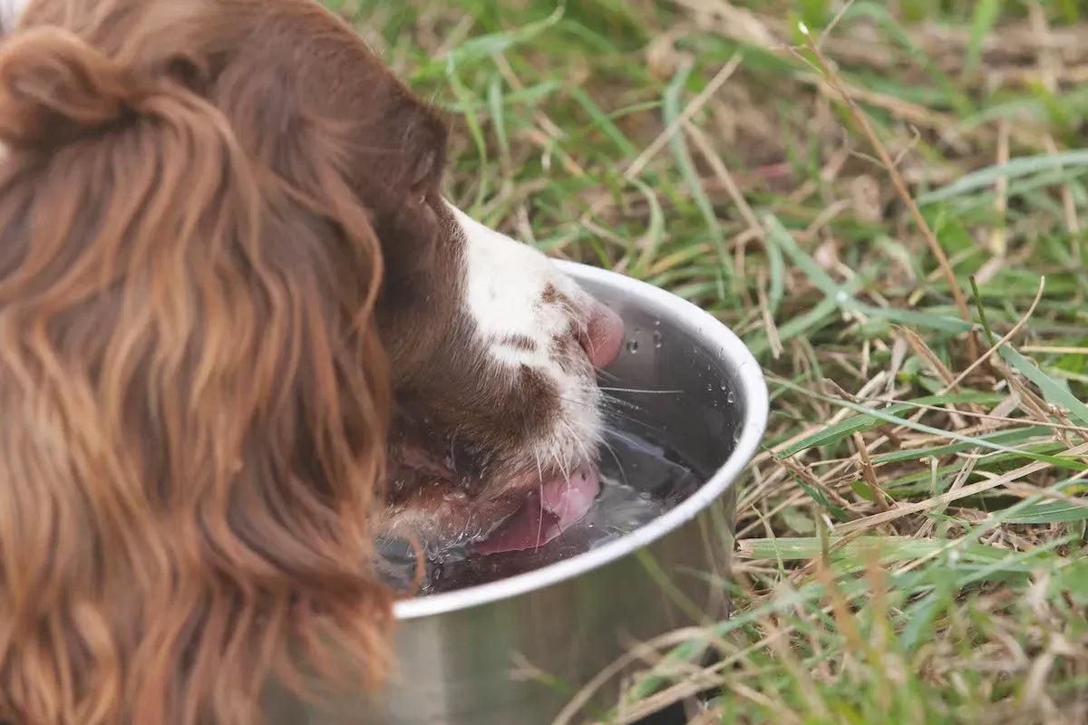Is Ice Water Bad for Dogs