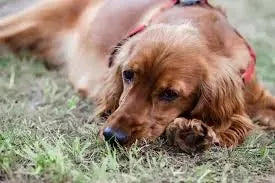 Intestinal Worms in Dogs: Causes, Symptoms, and Treatment