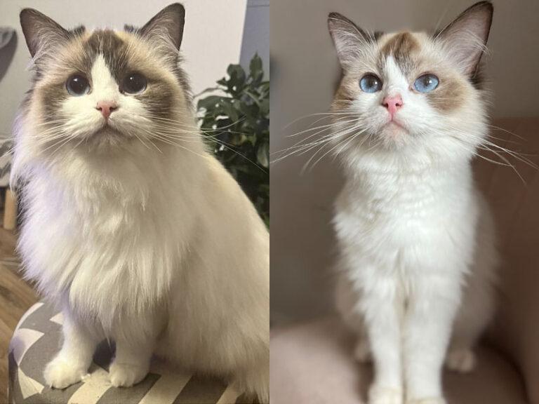 Cat Winter Coat vs Summer Coat: Understanding Seasonal Changes