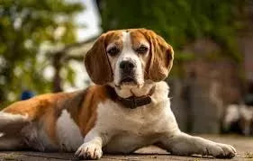 IBD in Dogs: Causes, Signs and Treatment