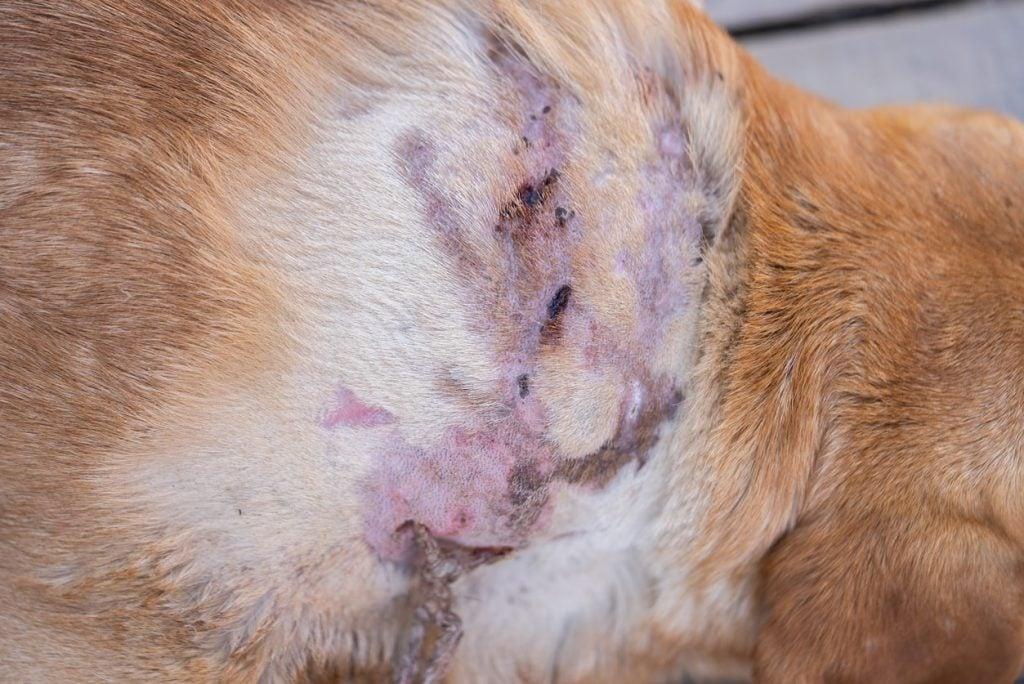 Canine Pyoderma​: A Comprehensive Guide