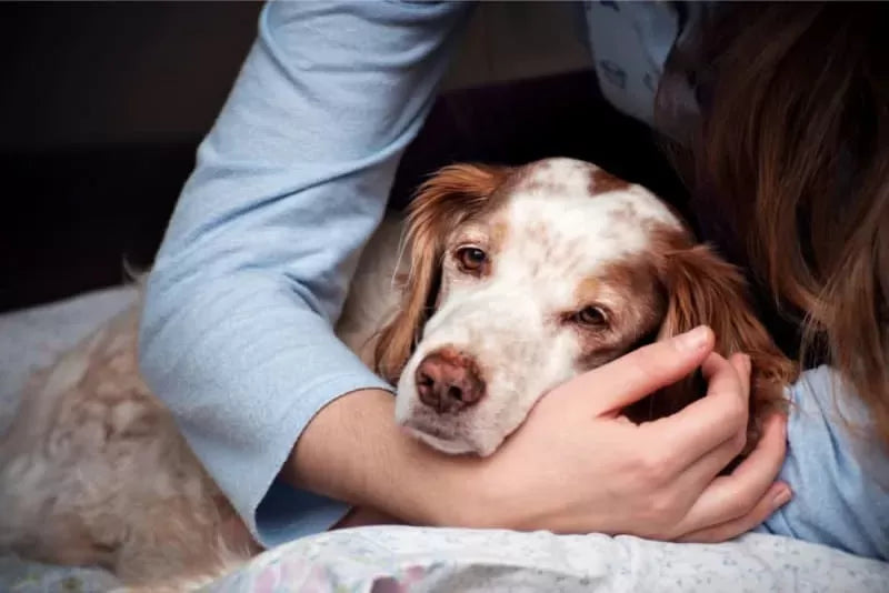Pneumonia Aspiration in Dogs