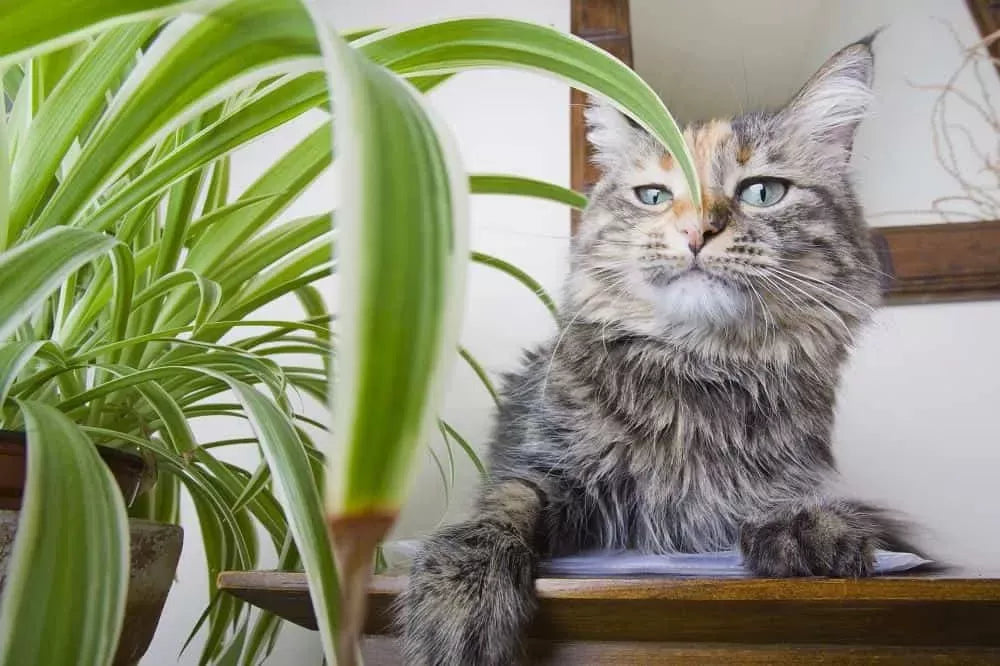 Are Spider Plants Toxic To Cats