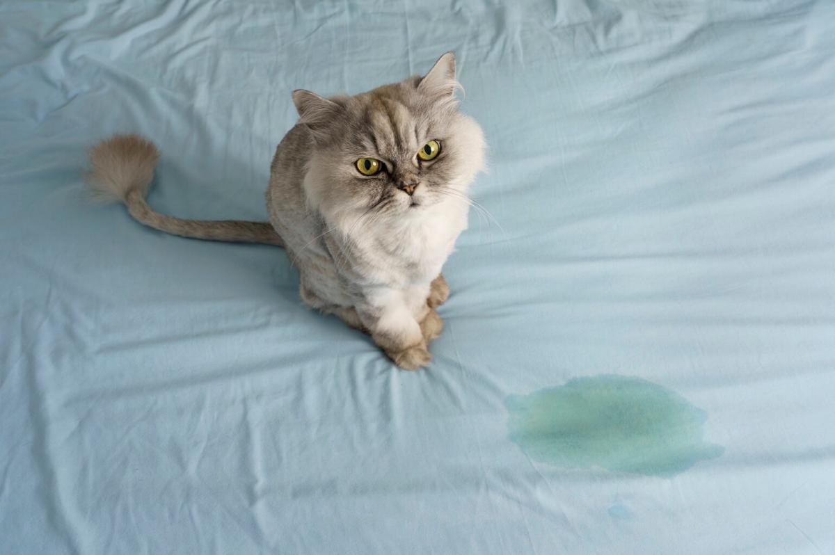 Cat Urinating Everywhere How to Stop