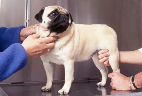 Hip Dysplasia in Dogs