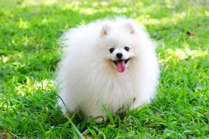 Why Pomeranians Are the Worst Dogs