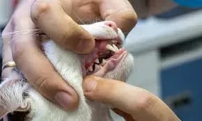 Dental Disease in Cats