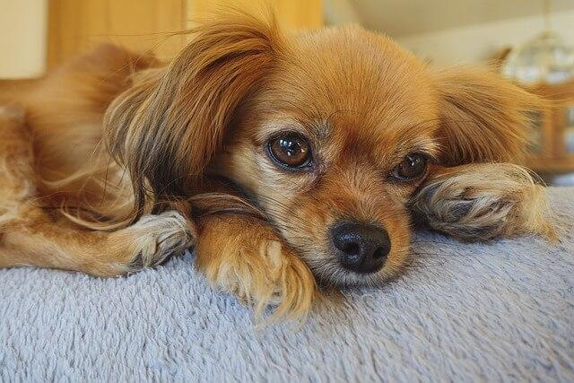 Rectal Prolapse in Dogs