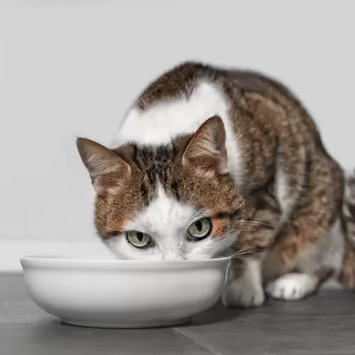 Cat Stomach Raw: Causes, Symptoms, and Treatment