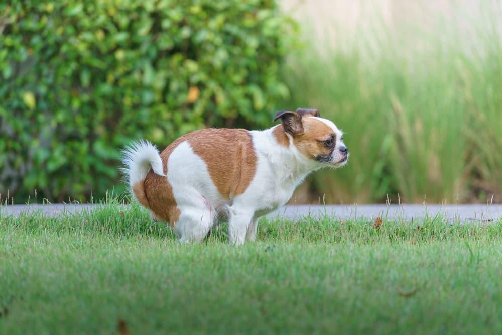Yellow Faeces in Dogs​