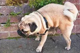 Dog Not Drinking Water But Peeing