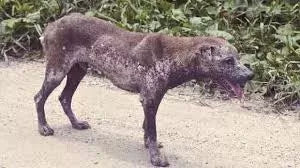 Sarcoptic Mange in Dogs