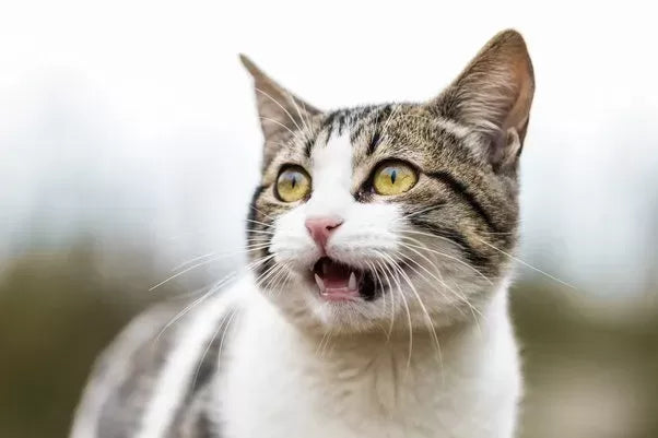 Why Doesn't My Cat Meow