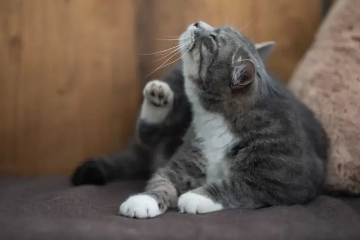 Understanding Cat Shaking Head: Causes, Concerns, and Care