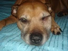 Why Is My Dog's Face Swollen On One Side