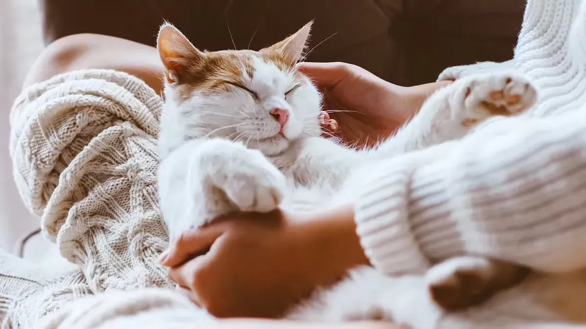Signs Your Cat Imprinted on You
