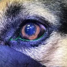 Pannus in Dogs: Cause, Symtoms and Treatment