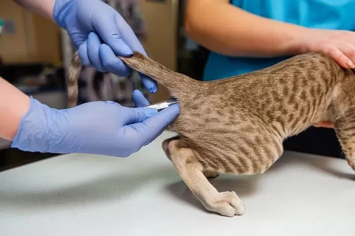How to Know If a Cat Has a Fever