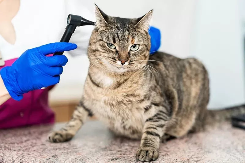 Guide to Treat Cat Itchy Ears