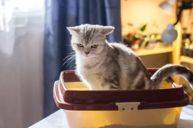 Understanding Feline Constipation