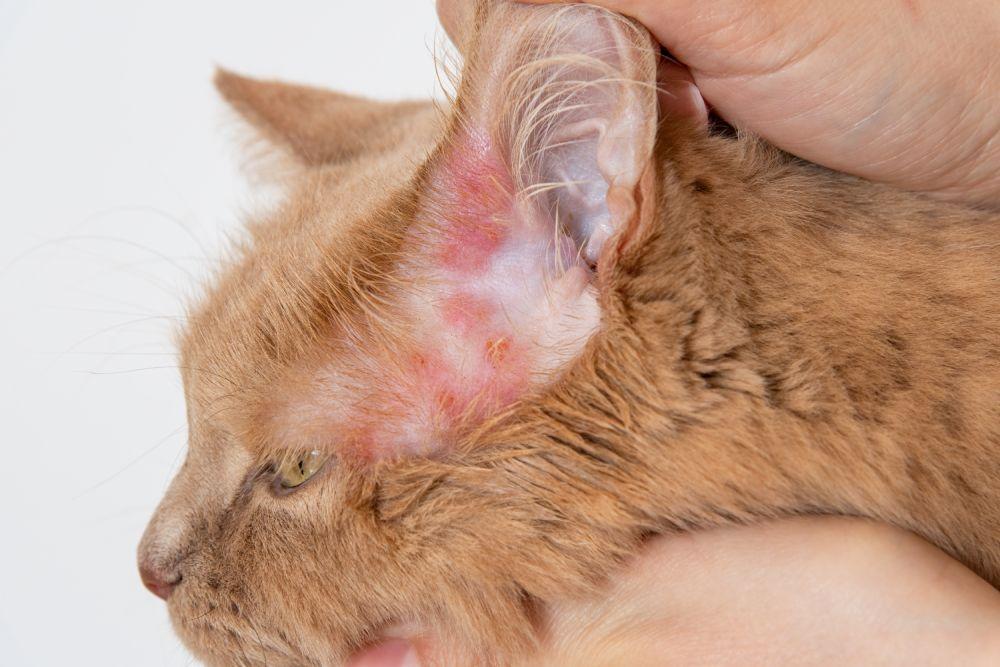 Cat Ear Dermatitis: Causes, Symptoms, Remedies, and Prevention