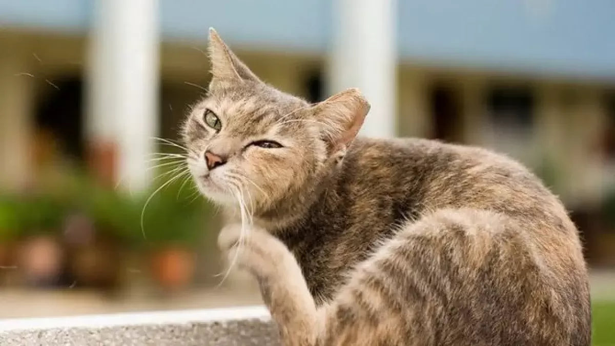 Ear Mite Medicine for Cats: Understanding, Treating, and Preventing Infestations
