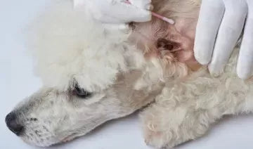 Unraveling the Complexities of Dog Ear Yeast Infection