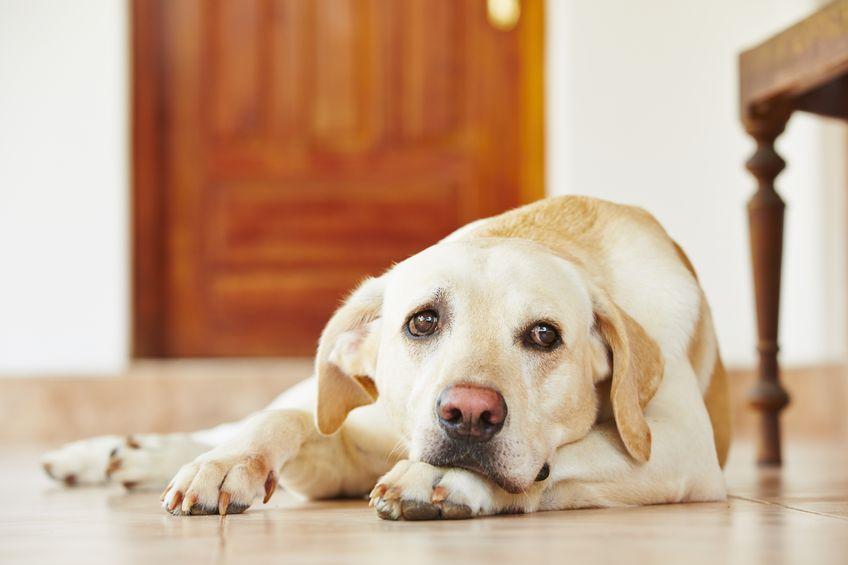 Understanding Spinal Stenosis in Dogs: A Comprehensive Guide