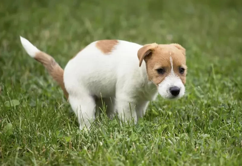 Dog Diarrhea Home Remedy: Best Remedy For Dog Diarrhea