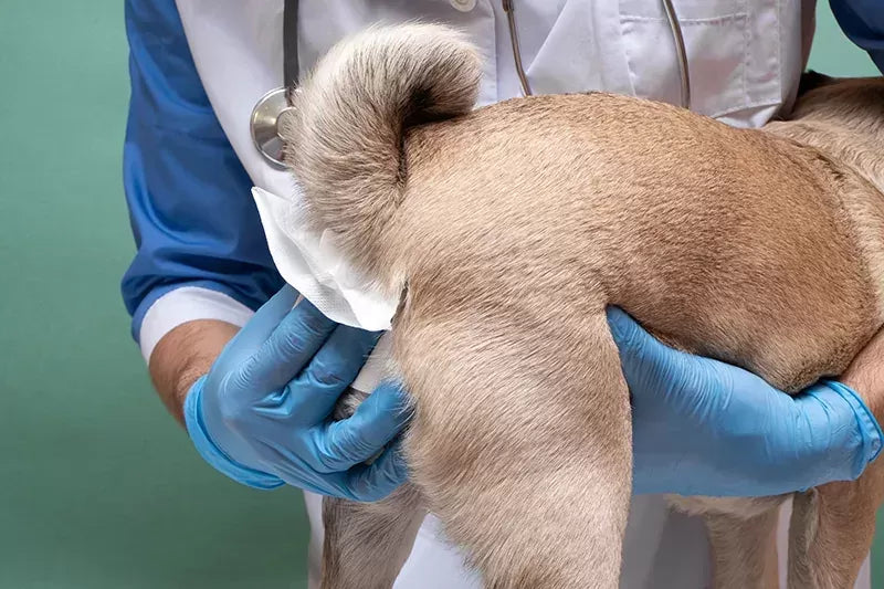 Infected Anal Glands in Dogs: Causes, Symptoms, Prevention, and Treatment
