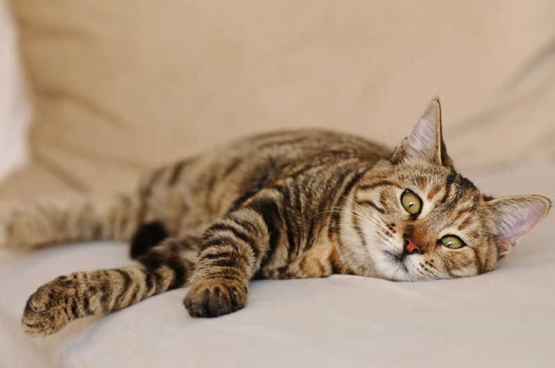 Symptoms of Too Much Methimazole in Cats