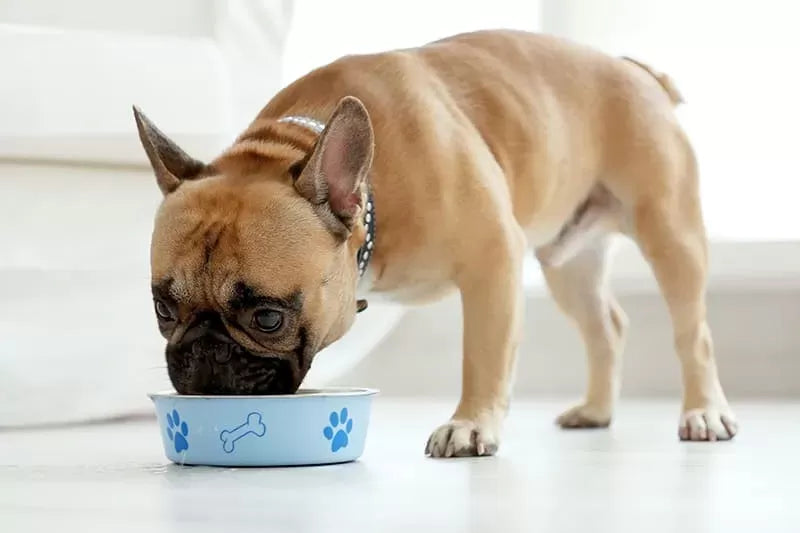 Kidney Diet for Dogs