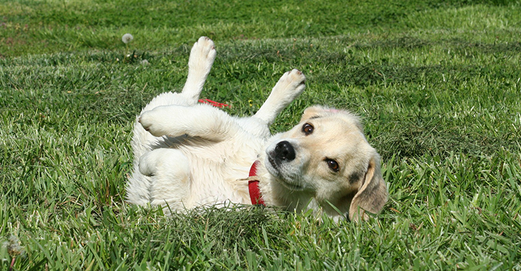 Dogs Rolling In The Grass